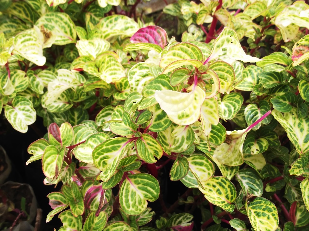 Yellow Painted Bloodleaf Plant Iresine diffusa f