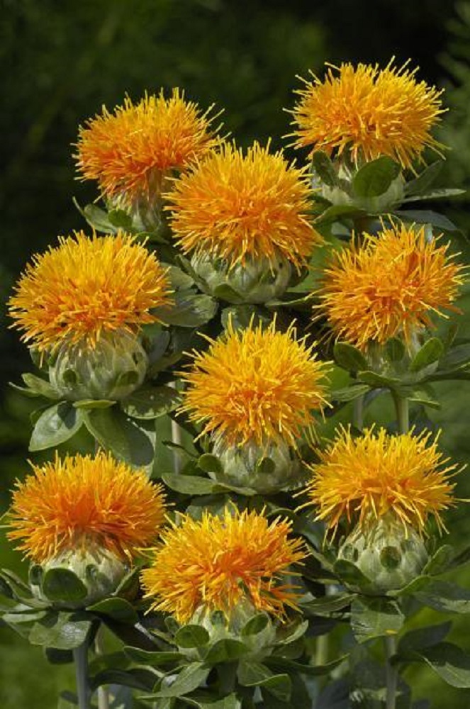 Zanzibar Safflower 20 seeds Carthamus eBay