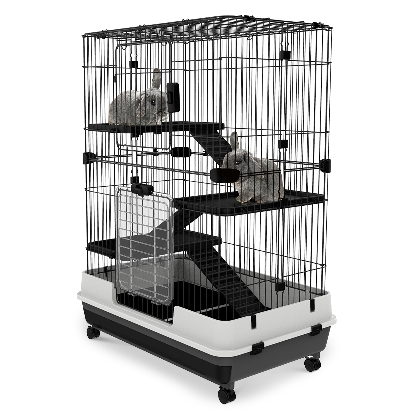 australian shepherd 6 months