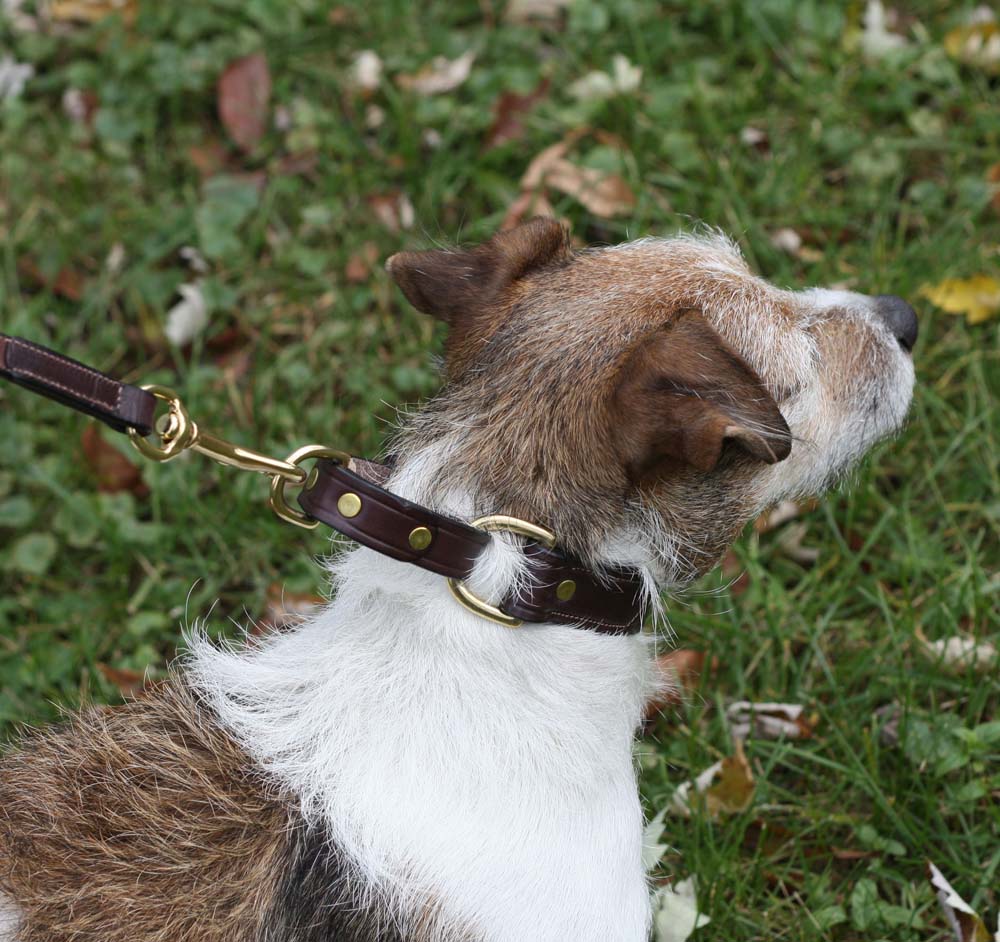 Tory Leather Martingale Correction Dog Collar