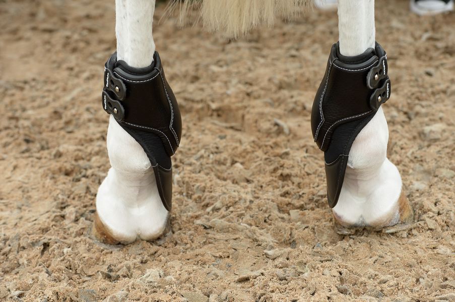 Ice Horse Full Hind Leg Wraps Horse Health