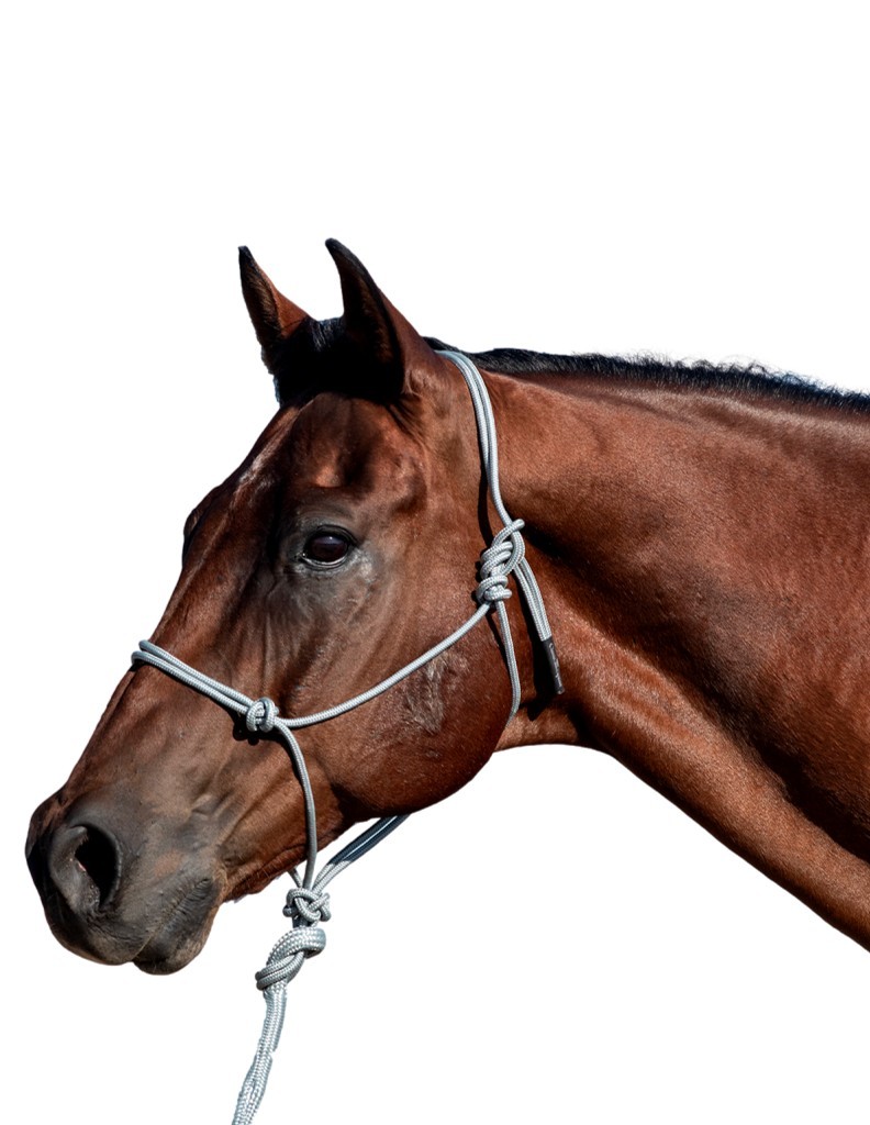 Classic Equine Halter Rope 9 Foot Lead UV Resistant HALTERLEAD9 - Picture 2 of 5