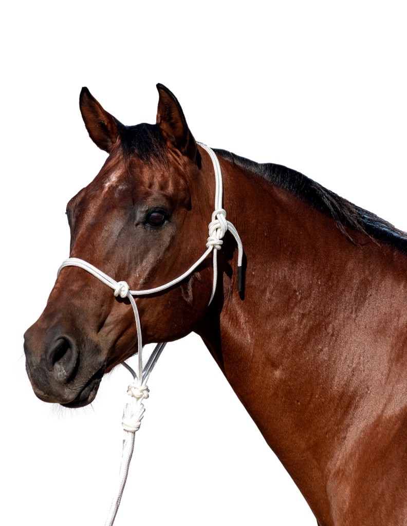 Classic Equine Halter Rope 9 Foot Lead UV Resistant HALTERLEAD9 - Picture 5 of 5