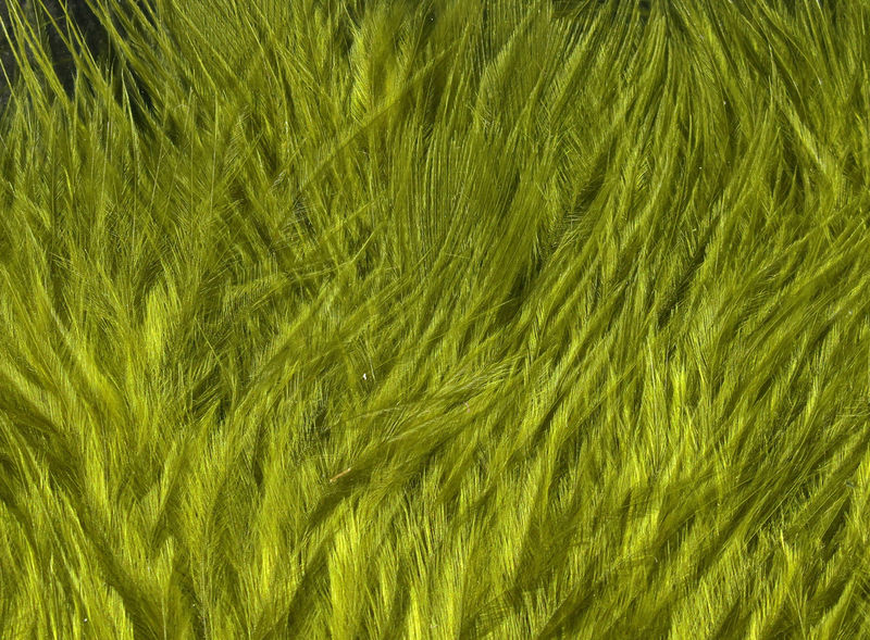Hareline Wooly Bugger Marabou - Picture 14 of 24