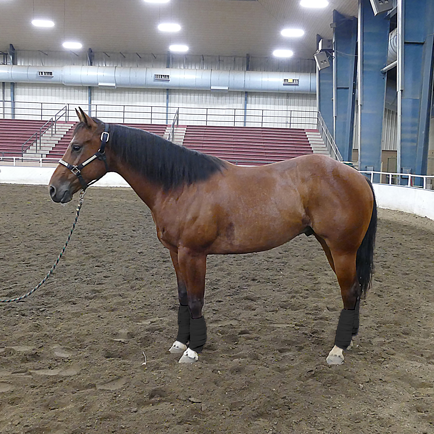 Rural365 Horse Polo Wrap Horse Leg Wrap 4Pack in Black Horse Leg