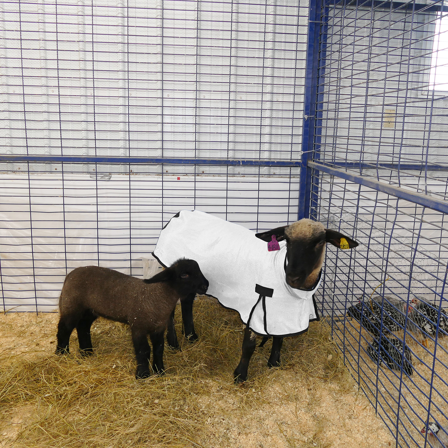 Rural365 Sheep Covers for Lambs Sheep Cover Show Lamb Blanket 1pk