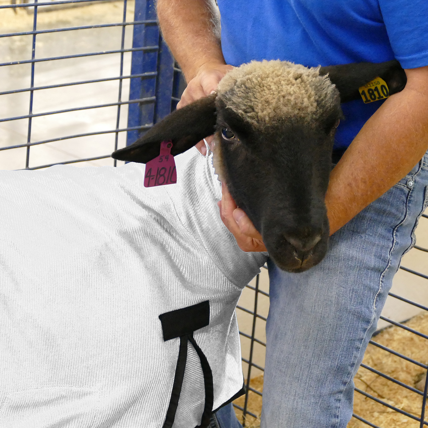 Rural365 Sheep Covers for Lambs Sheep Cover Show Lamb Blanket 1pk