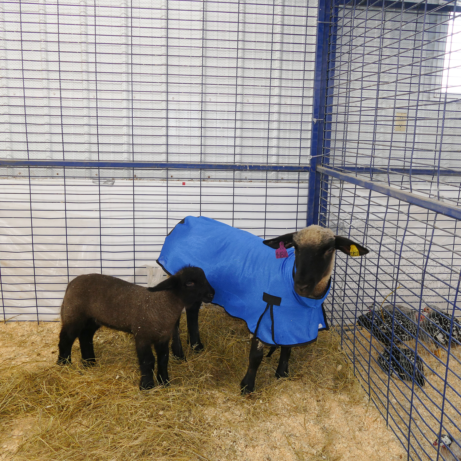 Rural365 Sheep Covers for Lambs Sheep Cover Show Lamb Blanket 1pk