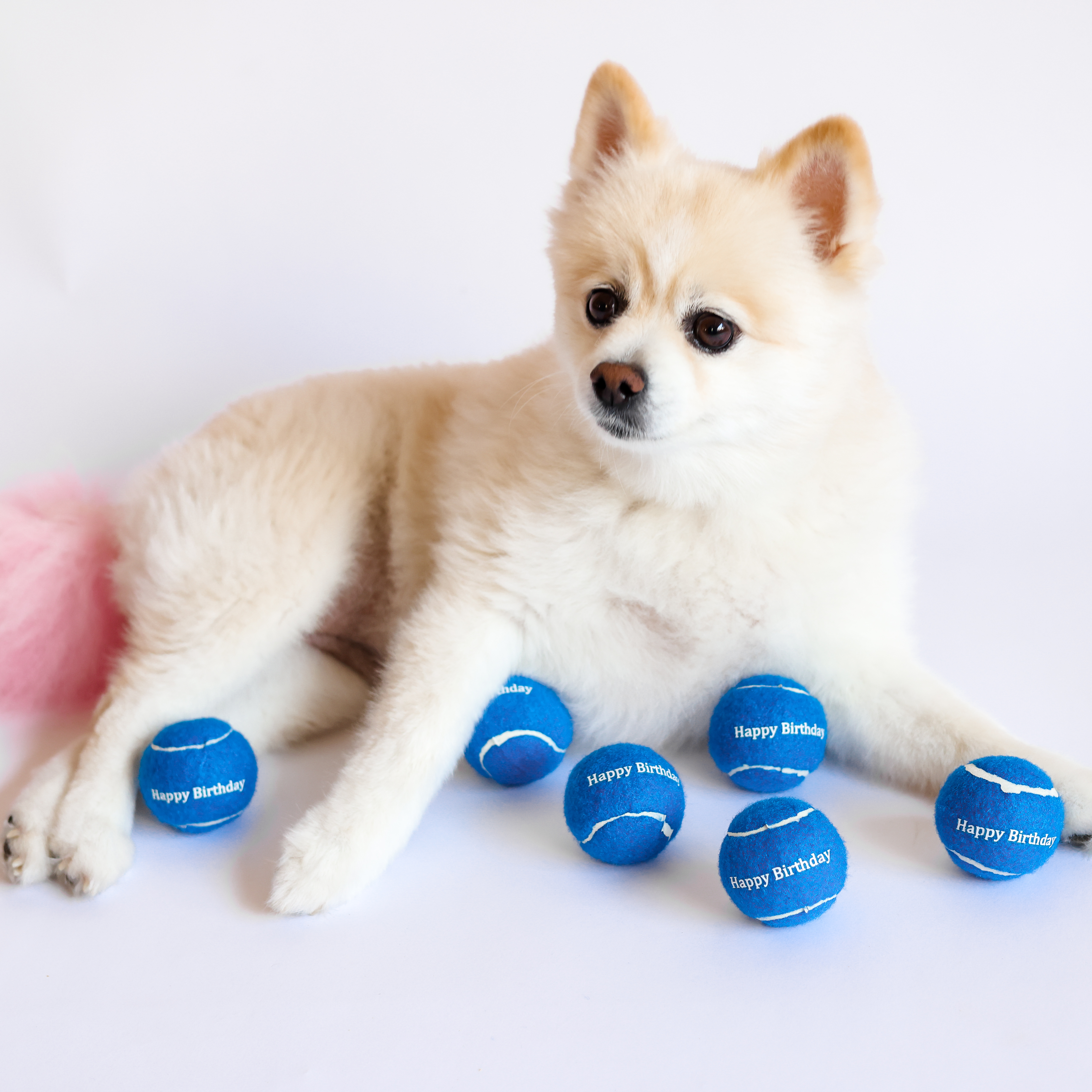 Bolas de tenis Midlee rosa feliz cumpleaños para perro - Imagen 6 de 19