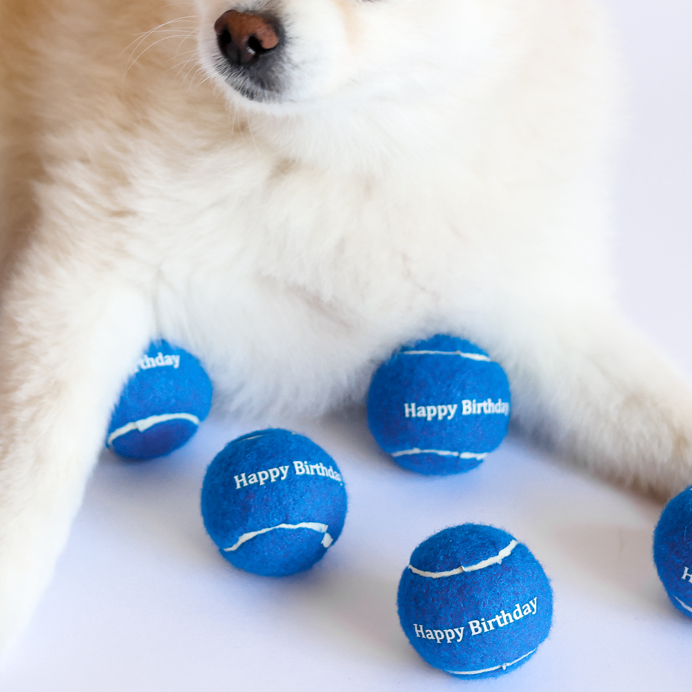 Bolas de tenis Midlee rosa feliz cumpleaños para perro - Imagen 7 de 19
