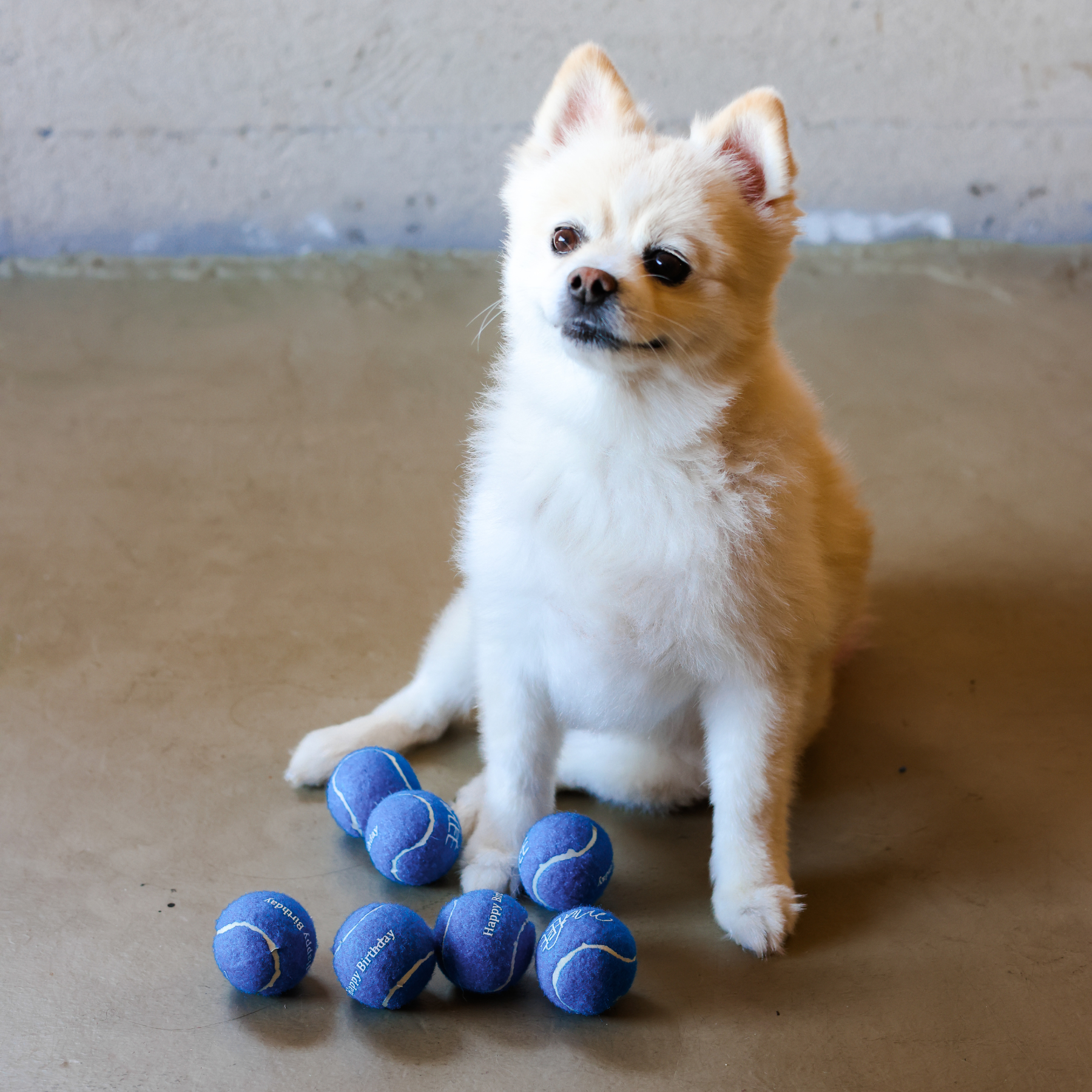 Bolas de tenis Midlee rosa feliz cumpleaños para perro - Imagen 4 de 19