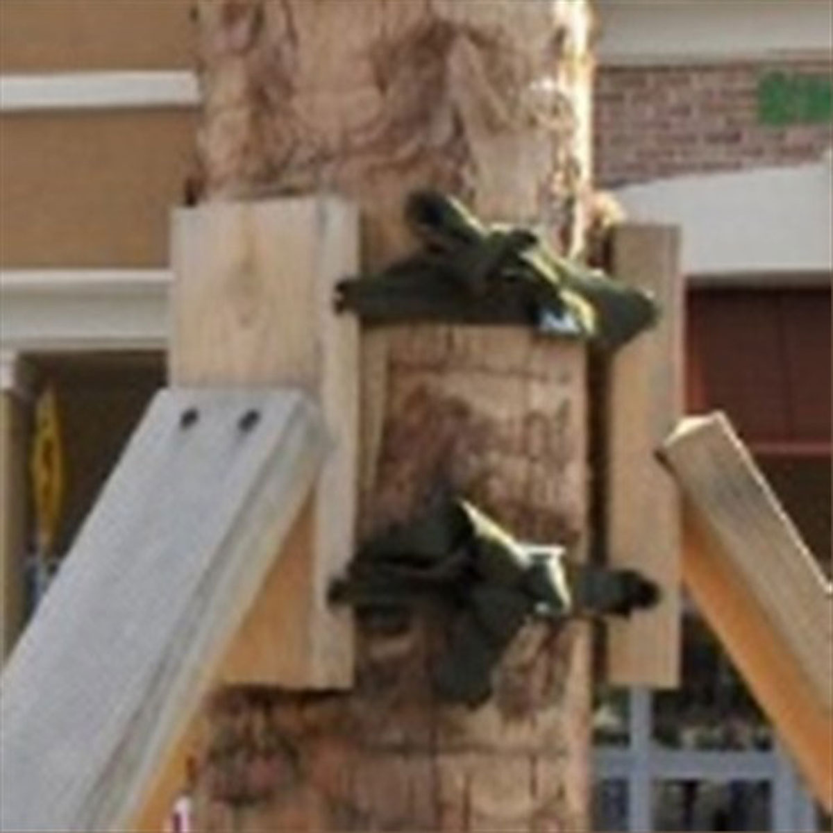ArborBrace Palm Braces (aka Palm Battens, Palm Brace, Palm Staking