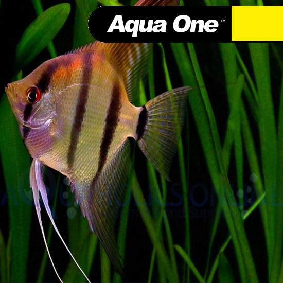Aquaholics Online Cichlid Food Aquaholics Online Cichlid Food