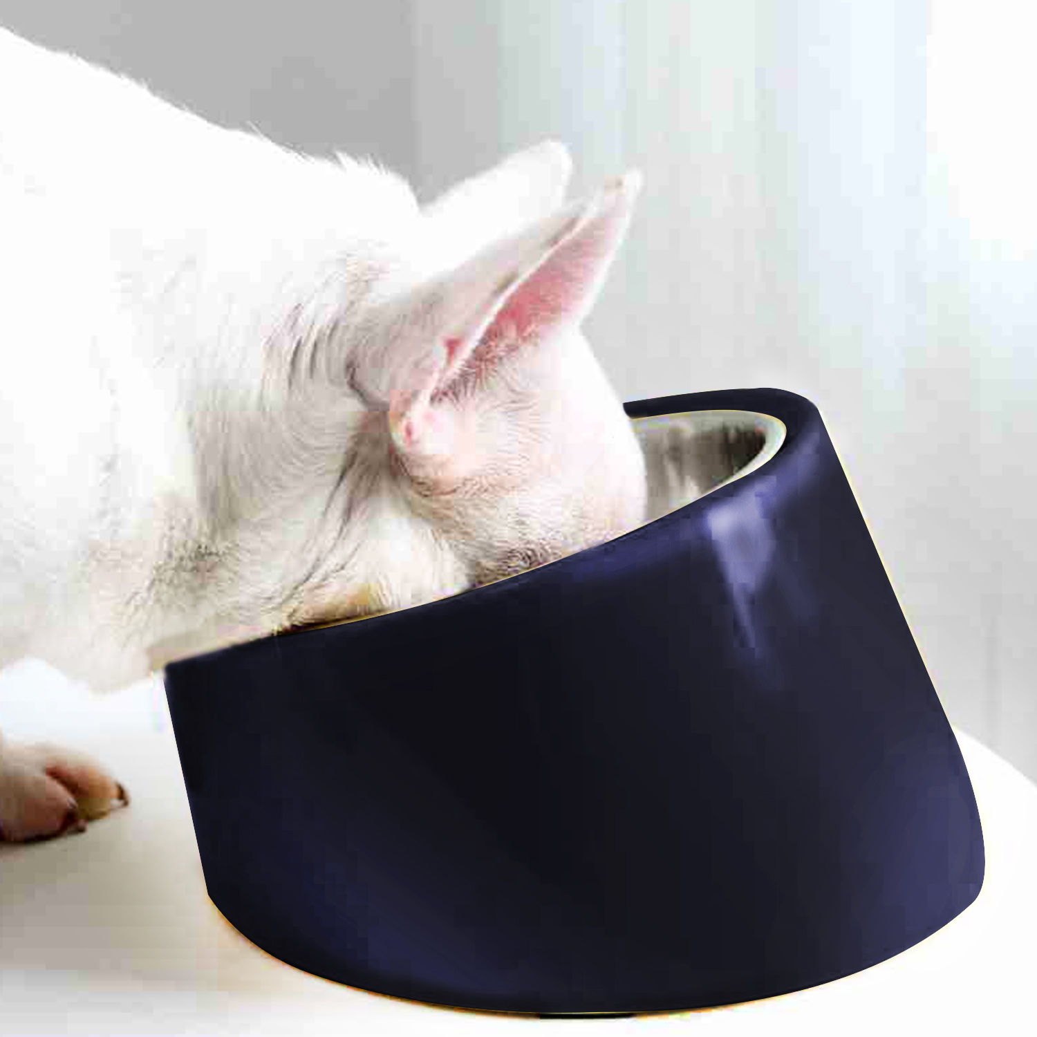 Slow Feed Raised Dog Bowl 15° Title Pet Feeders Anti Slip Elevated 2 In