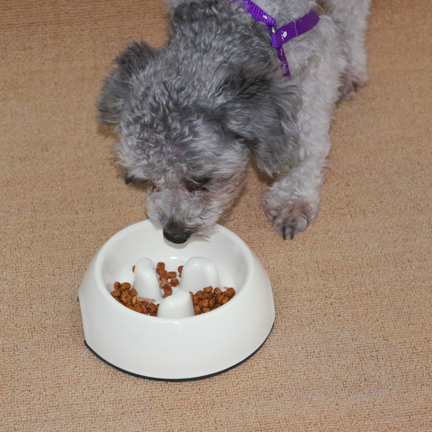 Slow Feed Raised Dog Bowl 15° Title Pet Feeders Anti Slip Elevated 2 In