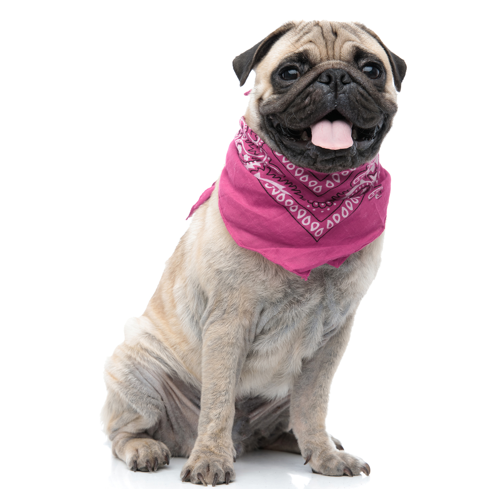 Jordefano Paisley Polyester Set of 5 Dog & Cats Bandana Triangle Bibs - - Picture 9 of 17