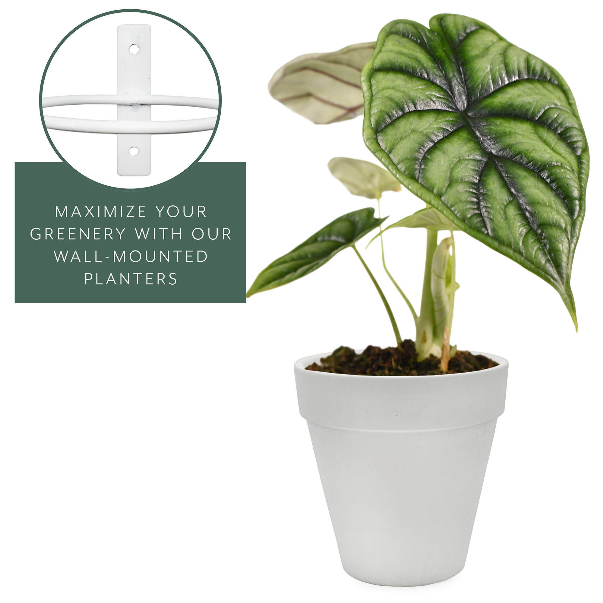 Wall Mounted Planter Rings w/ White Clay Pots 8pc Set; Black or White Rings - Picture 18 of 23