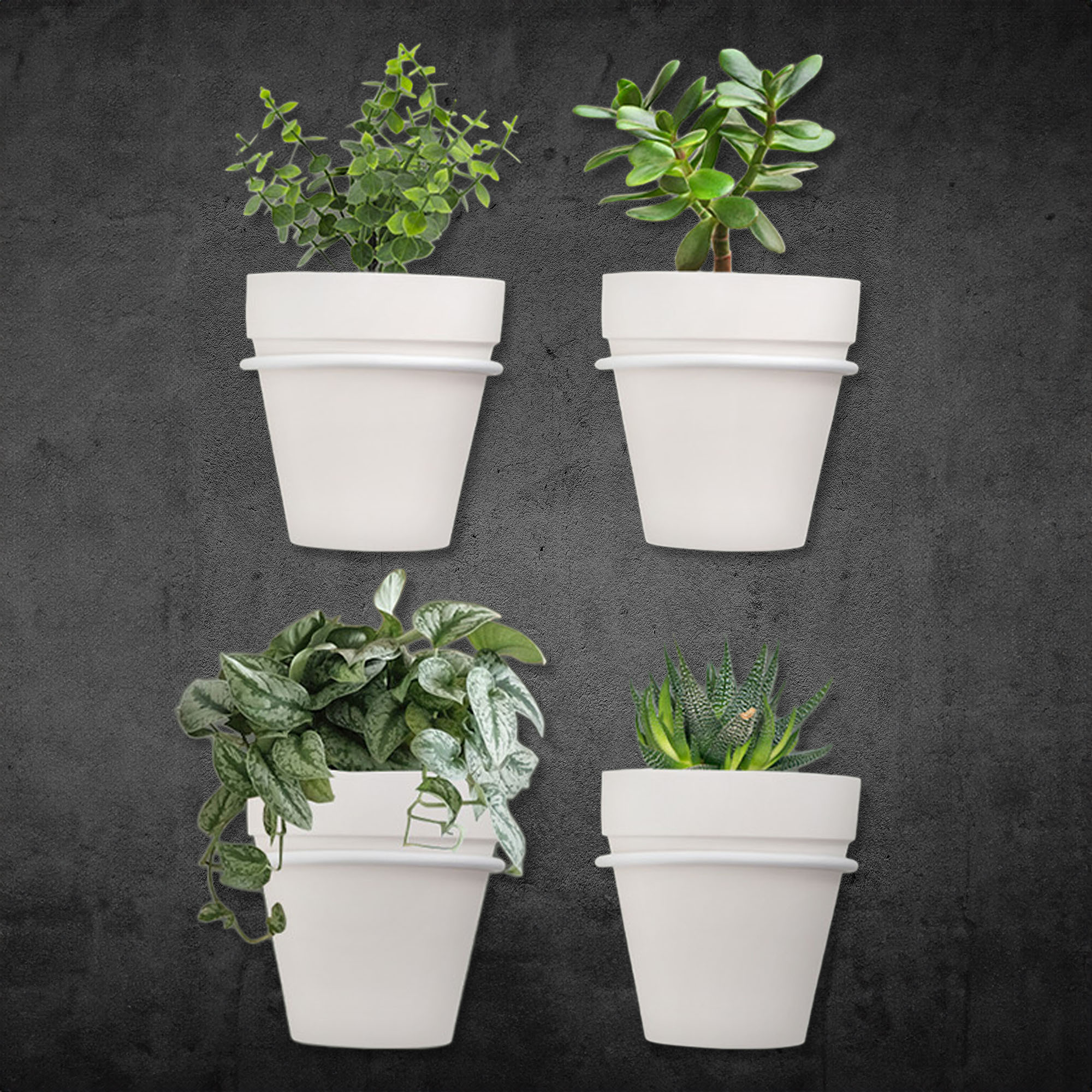 Wall Mounted Planter Rings w/ White Clay Pots 8pc Set; Black or White Rings - Picture 20 of 23