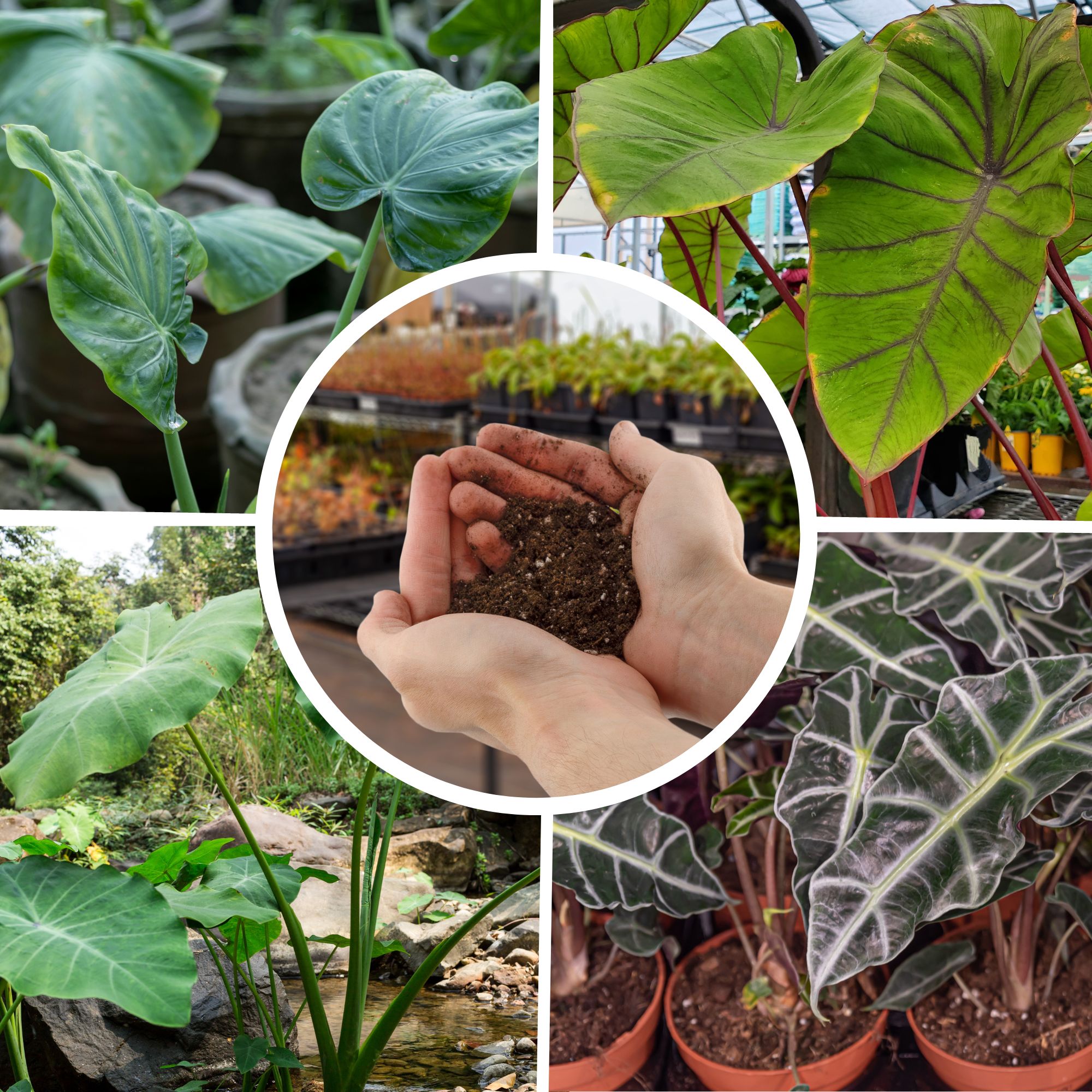 Elephant Ear Potting Soil Mix 8 Qt, Colocasia and Alocasia Potted Plant Blend