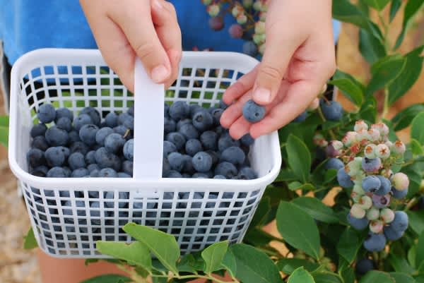 Berry picking