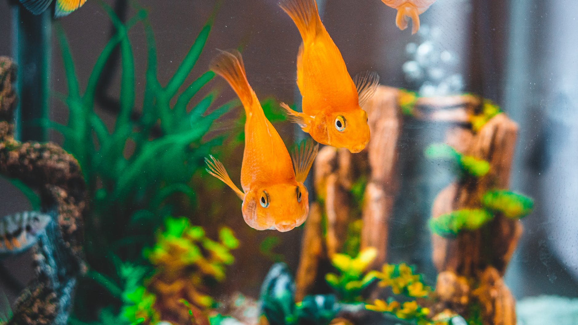 How to Make Aquarium Decor That is Fish-friendly