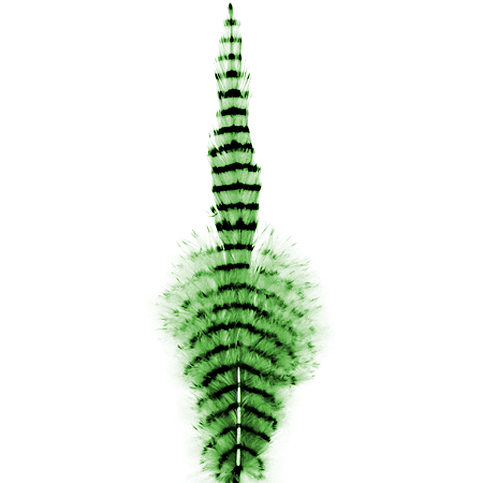 MFC Barred Saddle Hackle - All Colors - Picture 3 of 12