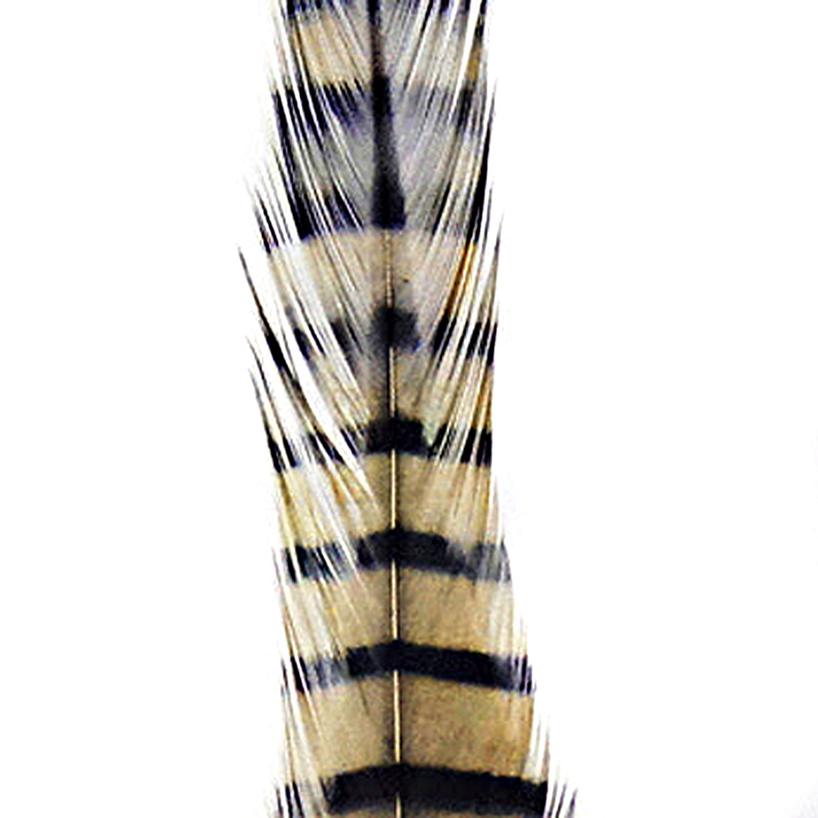 MFC Barred Saddle Hackle - All Colors - Picture 10 of 12