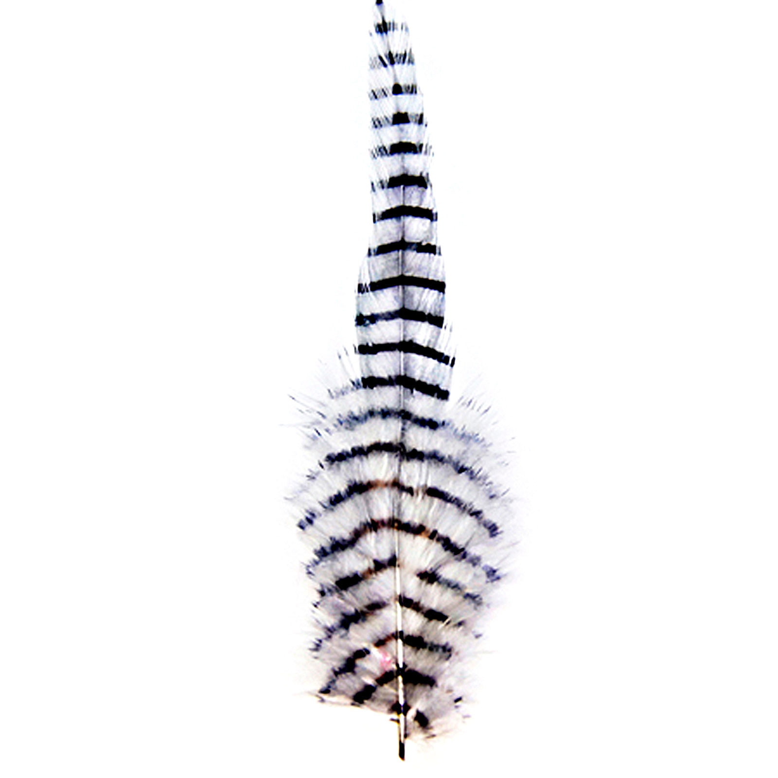 MFC Barred Saddle Hackle - All Colors - Picture 11 of 12