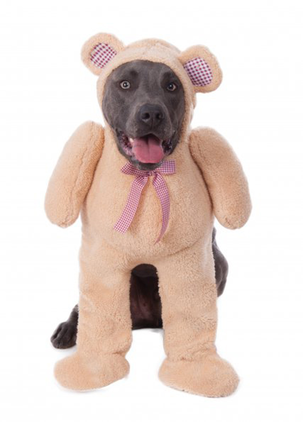 big dogs walking teddy