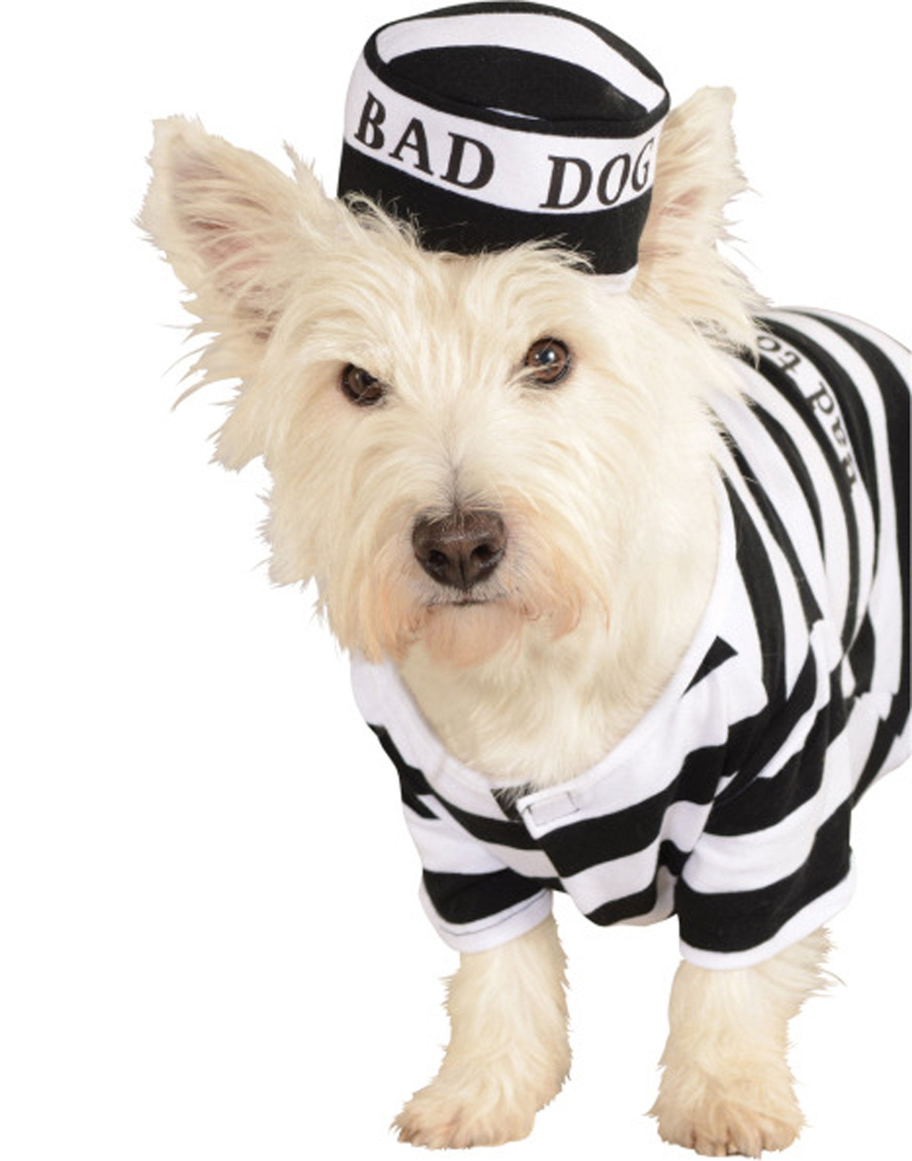 Prisoner Bad Dog Convict Criminal Halloween Pet Costume eBay