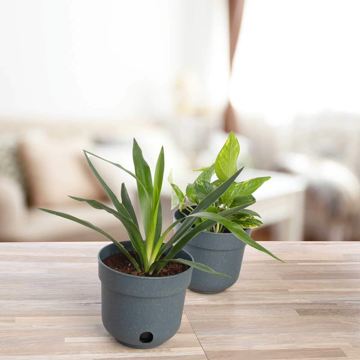 6pk Self Watering 6.5” Planters Indoor Outdoor Plastic