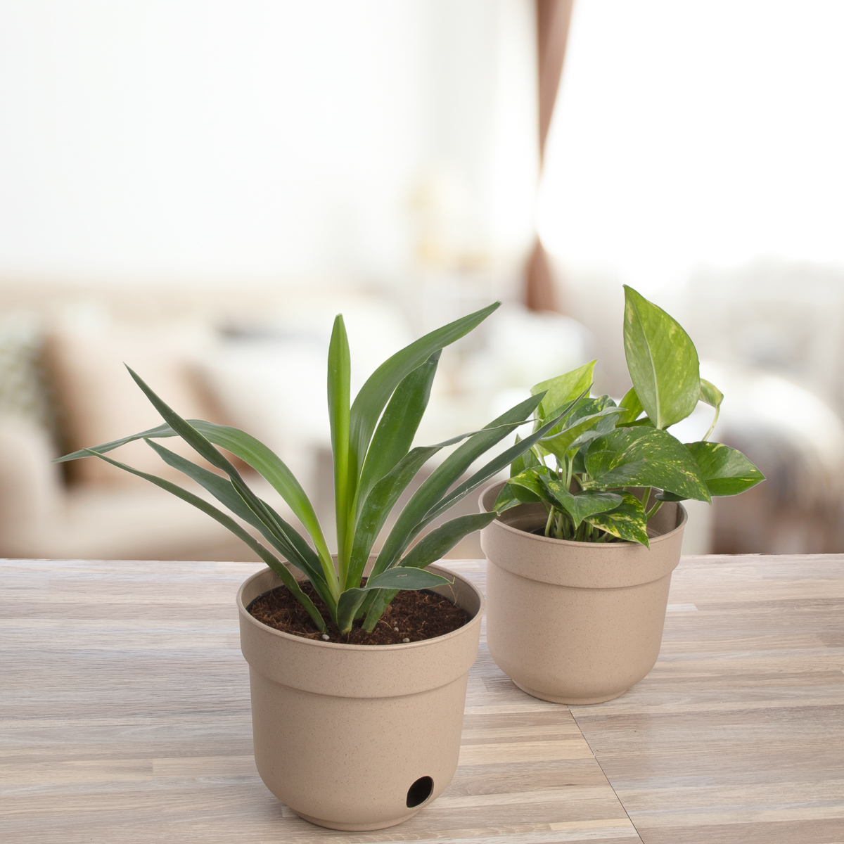 6pk Self Watering 6.5” Planters Indoor Outdoor Plastic