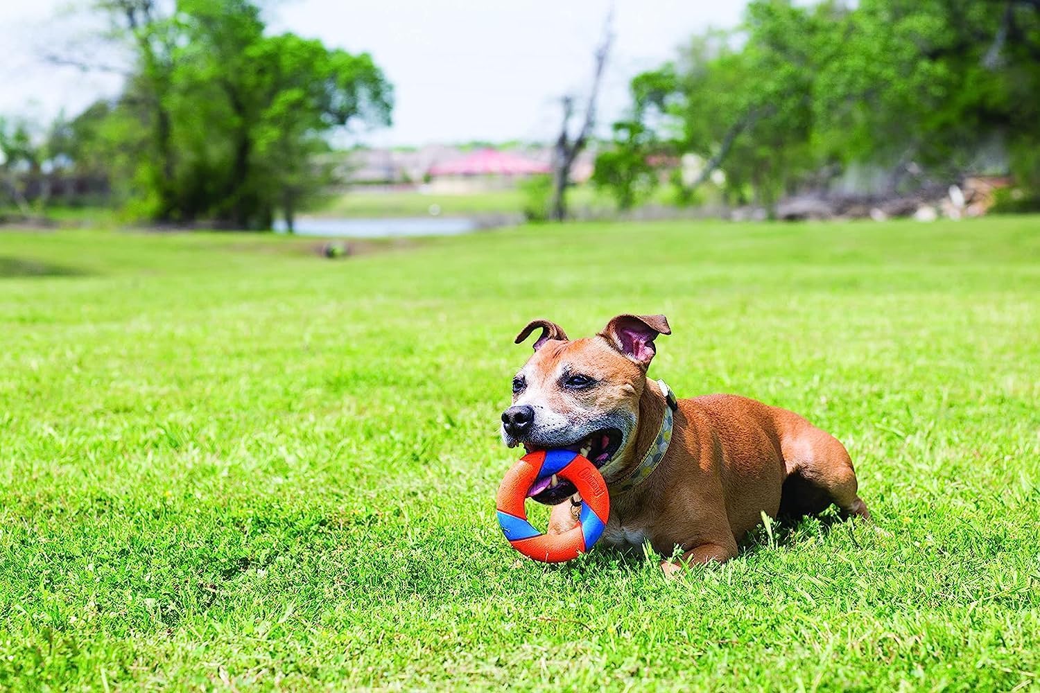 Chuckit Ultra Squeaker Ring Ultimate Outdoor Chase and Fetch Toy For All Dogs - Picture 5 of 6
