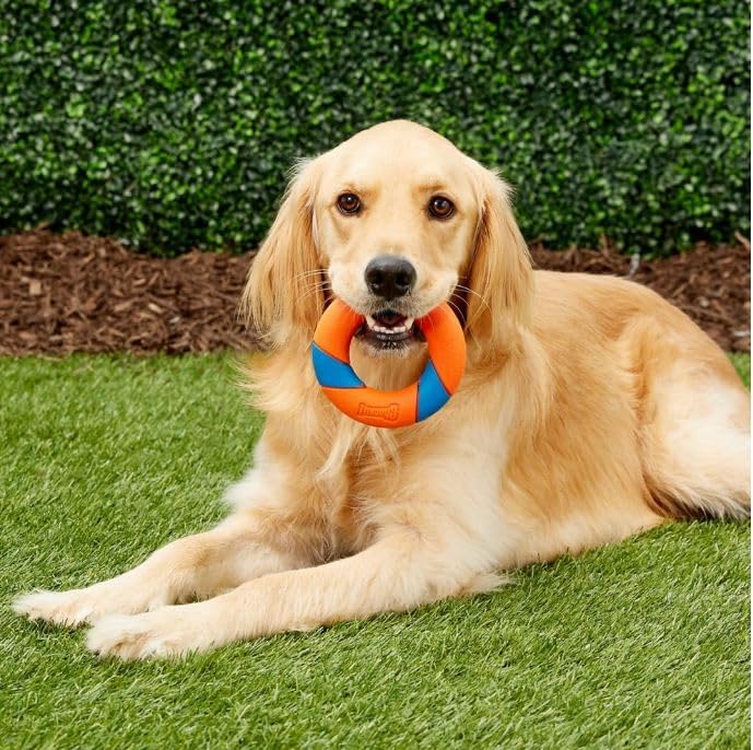 Chuckit Ultra Squeaker Ring Ultimate Outdoor Chase and Fetch Toy For All Dogs - Picture 6 of 6