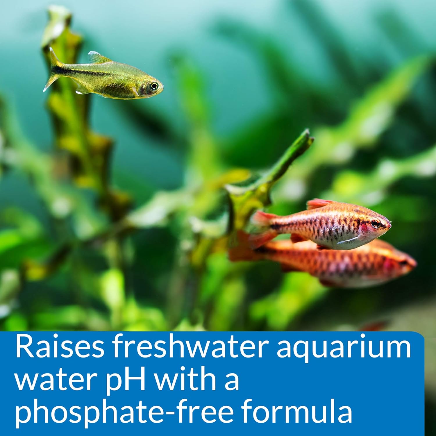 API pH UP Aquarium pH Treatment 16 Ounces - 2 Pack