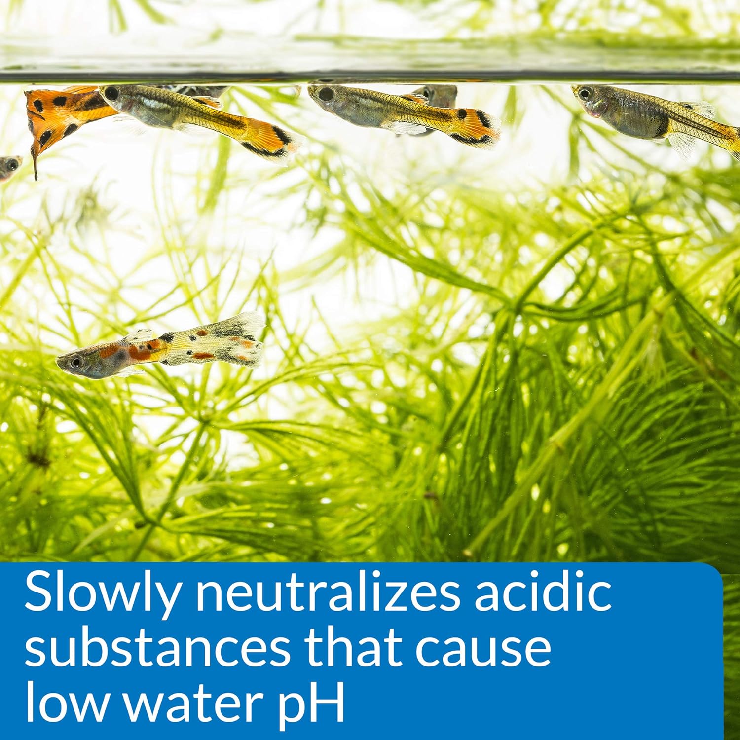 API pH UP Aquarium pH Treatment 16 Ounces - 2 Pack
