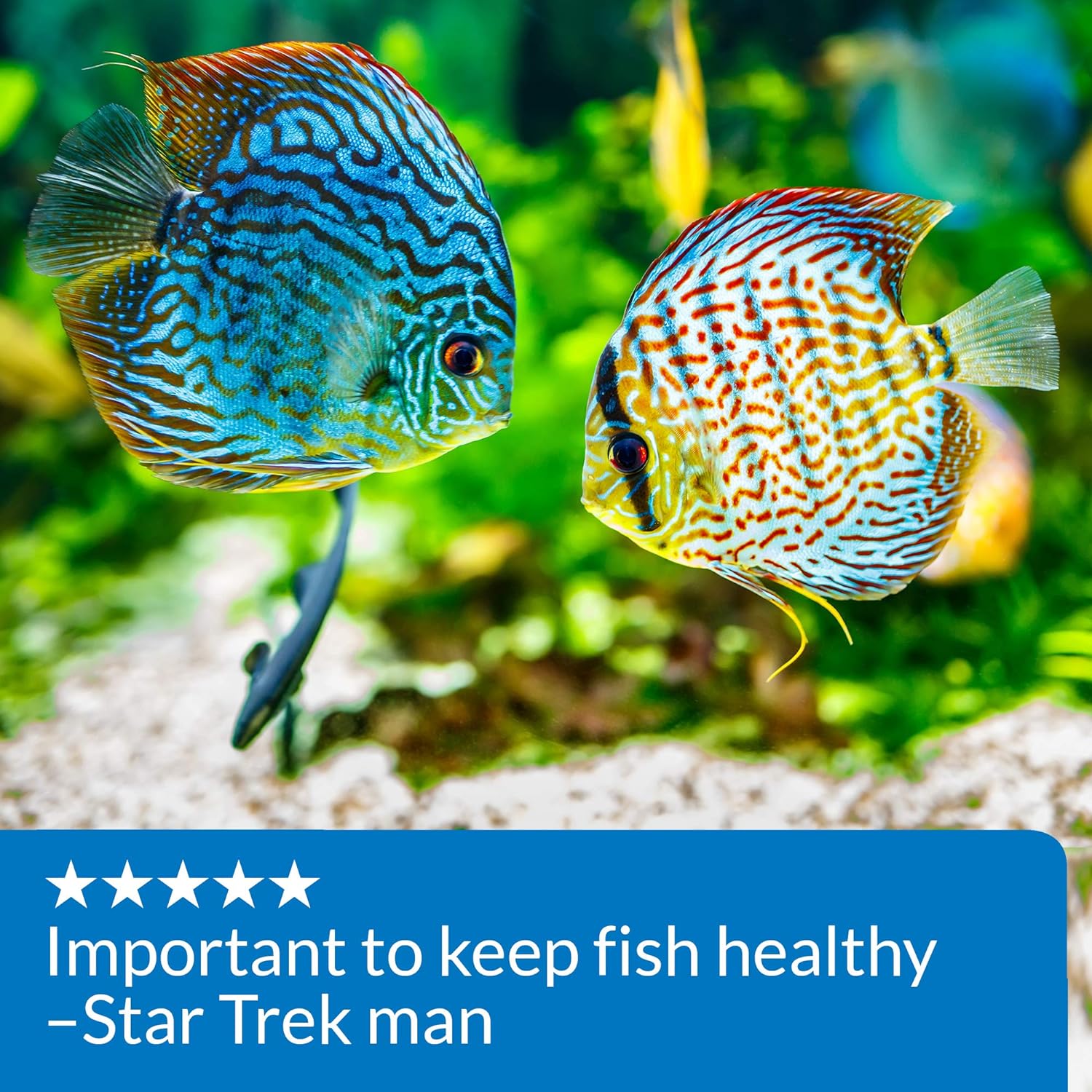 API pH UP Aquarium pH Treatment 16 Ounces - 2 Pack